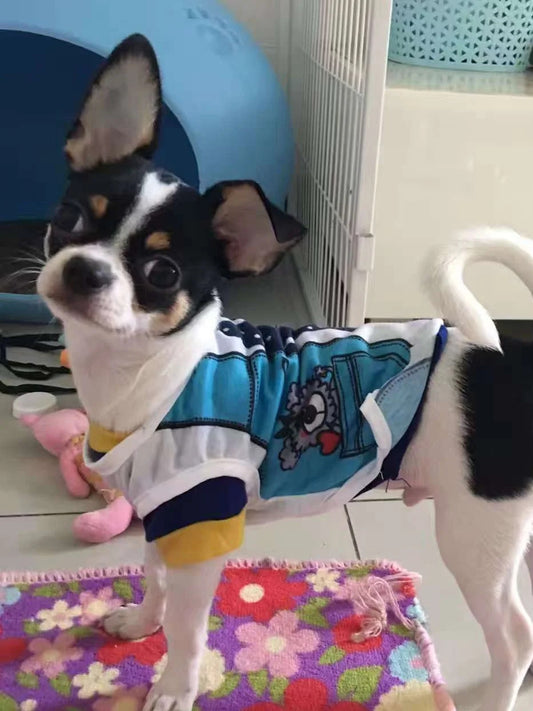 Small dog wearing a colorful outfit with a cartoon character on a patterned rug.