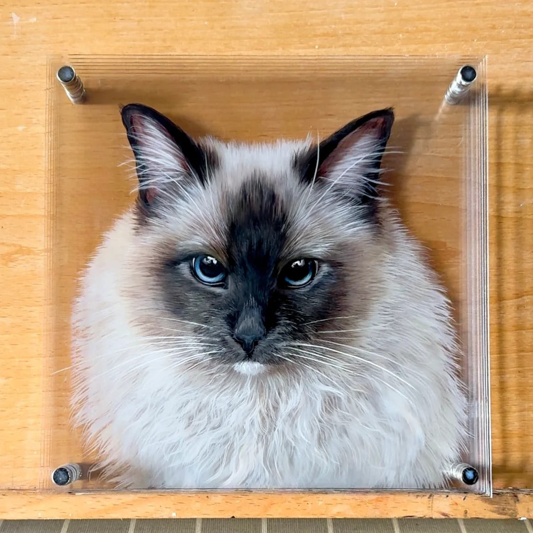 Cat peeking out from behind a clear acrylic panel on a wooden surface.