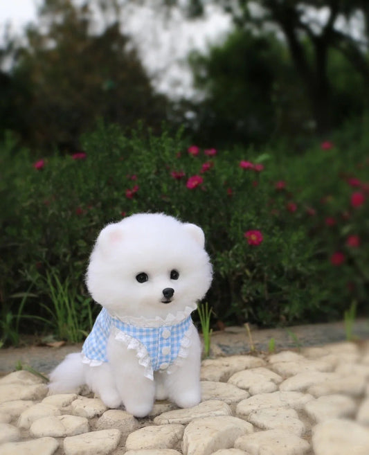 What Happens After Pet Euthanasia and Cremation