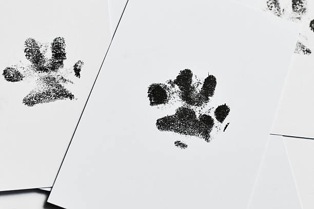 How to Include Your Pet in Your Wedding Day