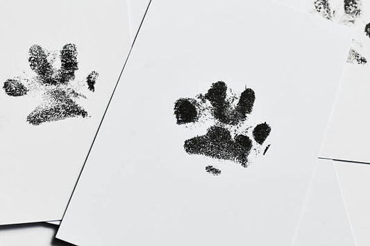 How to Include Your Pet in Your Wedding Day