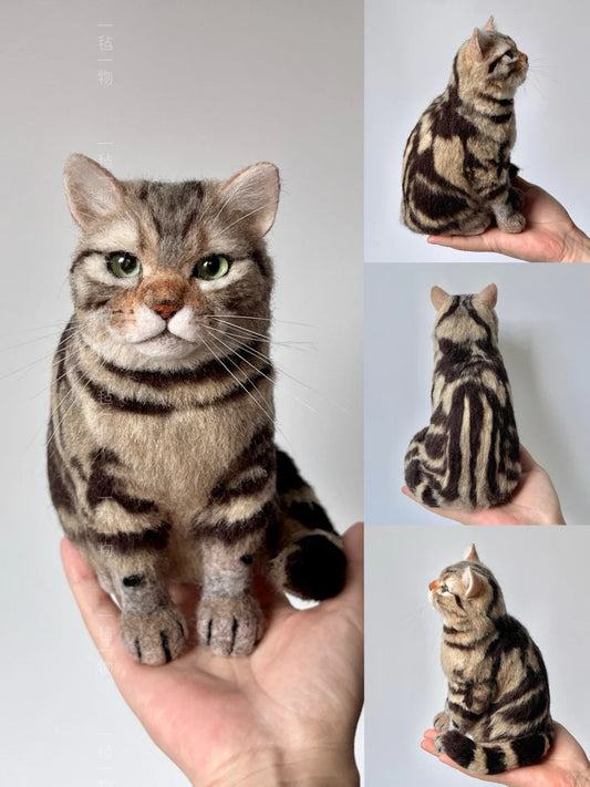 Collage of a cat being held and shown from different angles against a plain background