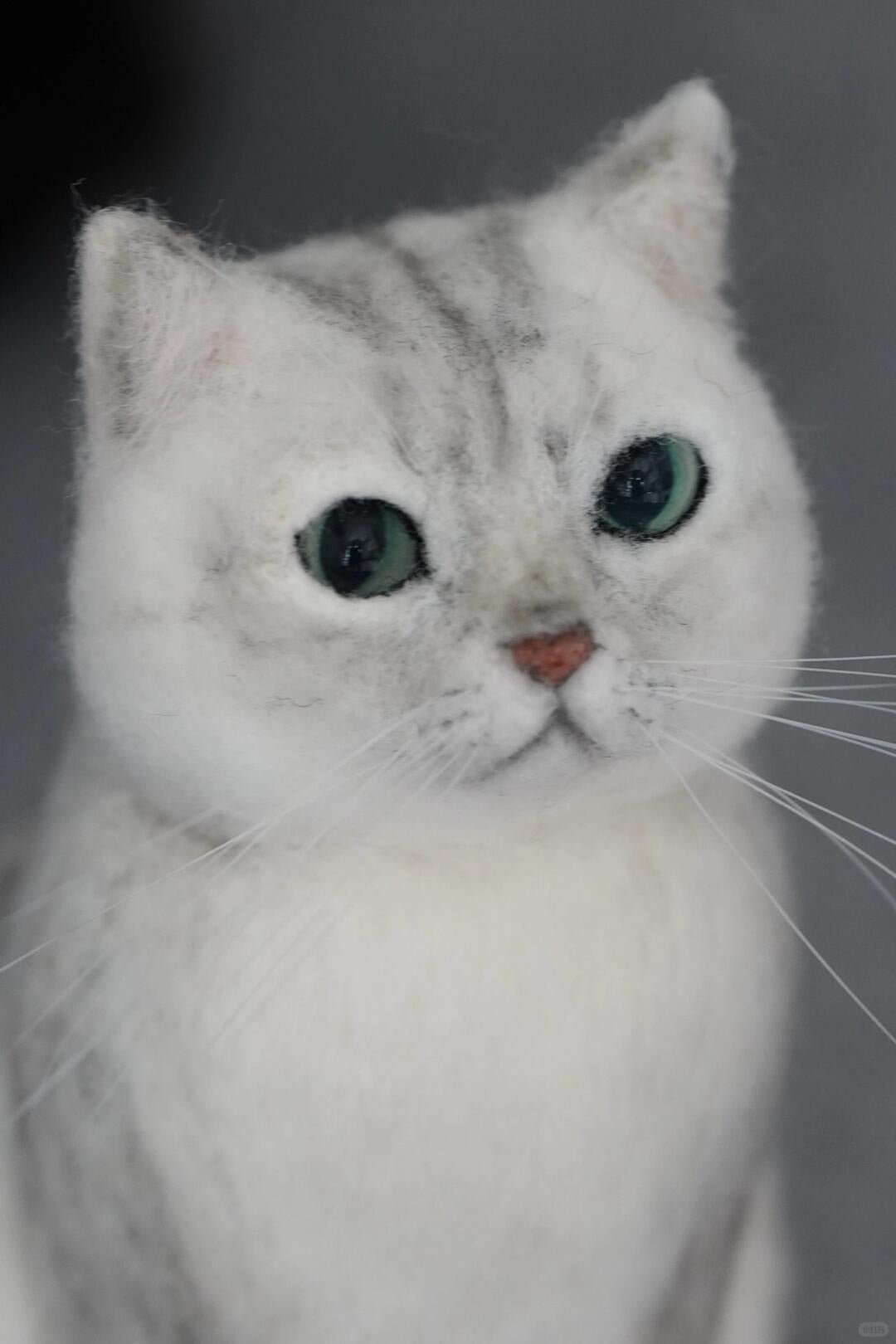 Close-up of a cat with a gray and white fur pattern on a dark background