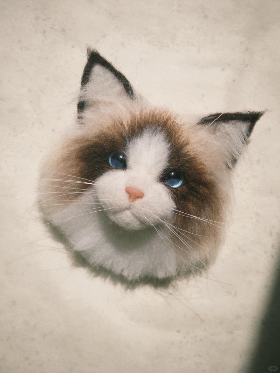 Close-up of a Ragdoll cat with blue eyes on a white background
