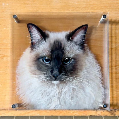 Cat peeking out from behind a clear acrylic panel on a wooden surface.