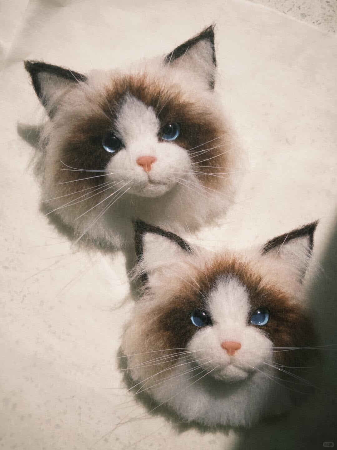 Two Ragdoll cats lying on a soft surface with a blurred background