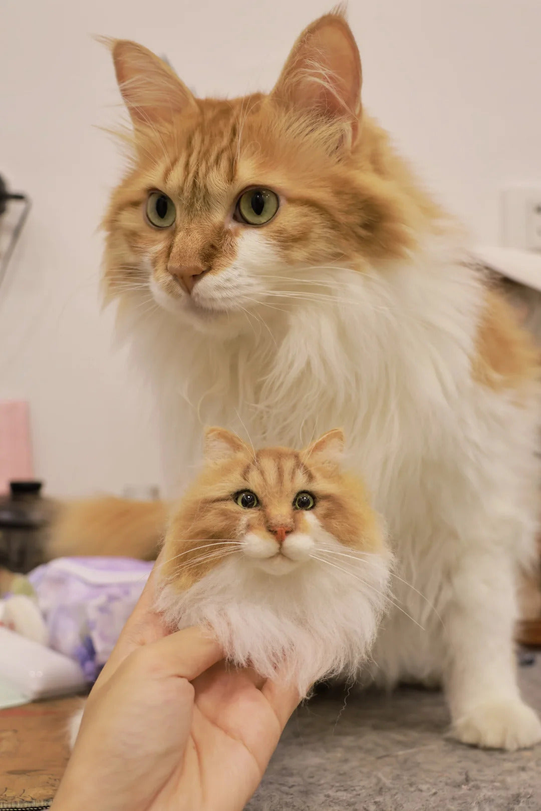 Large fluffy cat with a smaller kitten being held by a hand, both looking at the camera.