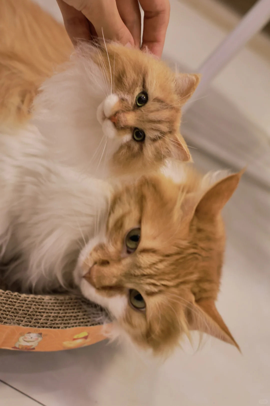 Two cats interacting with each other on a white surface.