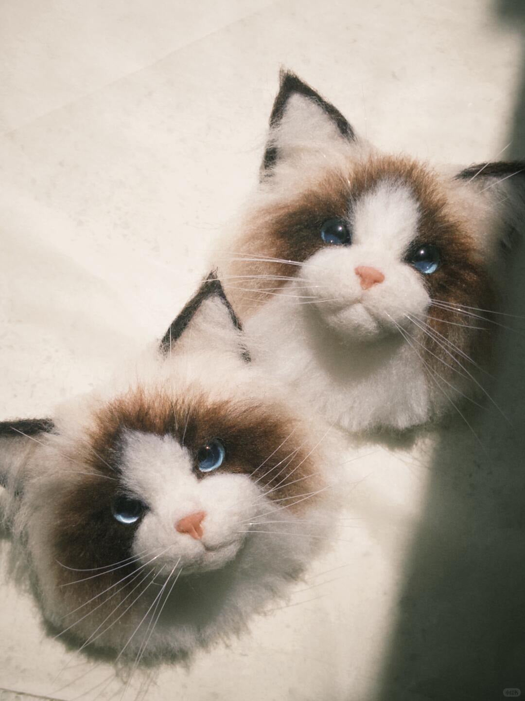 Two Ragdoll cats with blue eyes lying on a light surface.
