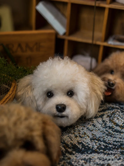 Small white dog lying on a patterned rug with wooden shelves in the background