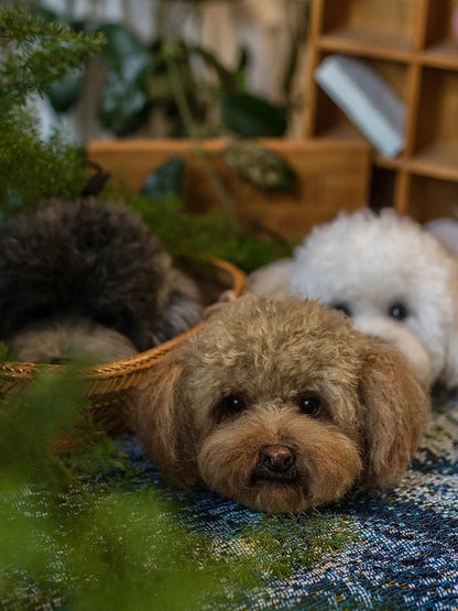 Two dogs, one brown and one white, lying on a textured blanket with plants and wooden shelves in the background.